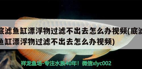 底濾魚缸漂浮物過濾不出去怎么辦視頻(底濾魚缸漂浮物過濾不出去怎么辦視頻)