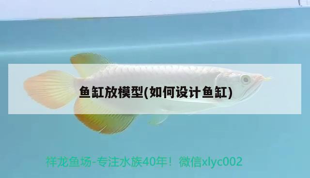 魚缸放模型(如何設(shè)計(jì)魚缸) 薩伊藍(lán)魚