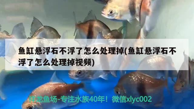 魚缸懸浮石不浮了怎么處理掉(魚缸懸浮石不浮了怎么處理掉視頻) 七彩神仙魚