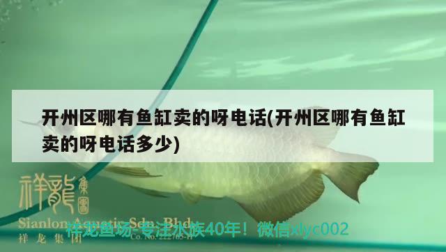 開(kāi)州區(qū)哪有魚(yú)缸賣(mài)的呀電話(開(kāi)州區(qū)哪有魚(yú)缸賣(mài)的呀電話多少) 白子銀版魚(yú)