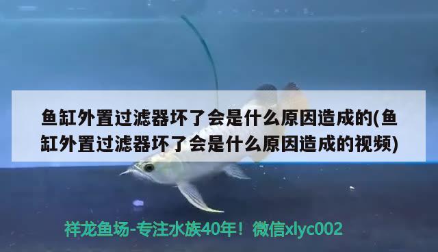 魚缸外置過濾器壞了會是什么原因造成的(魚缸外置過濾器壞了會是什么原因造成的視頻) 野彩魚