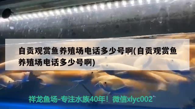 自貢觀賞魚養(yǎng)殖場(chǎng)電話多少號(hào)啊(自貢觀賞魚養(yǎng)殖場(chǎng)電話多少號(hào)啊) 養(yǎng)魚的好處