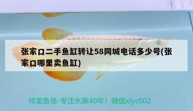 張家口二手魚缸轉讓58同城電話多少號(張家口哪里賣魚缸)