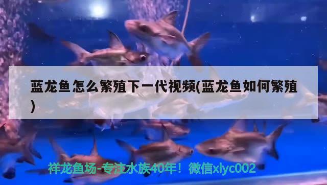 藍龍魚怎么繁殖下一代視頻(藍龍魚如何繁殖) 白子銀龍苗（黃化銀龍苗）