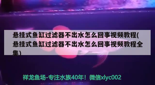 懸掛式魚(yú)缸過(guò)濾器不出水怎么回事視頻教程(懸掛式魚(yú)缸過(guò)濾器不出水怎么回事視頻教程全集)