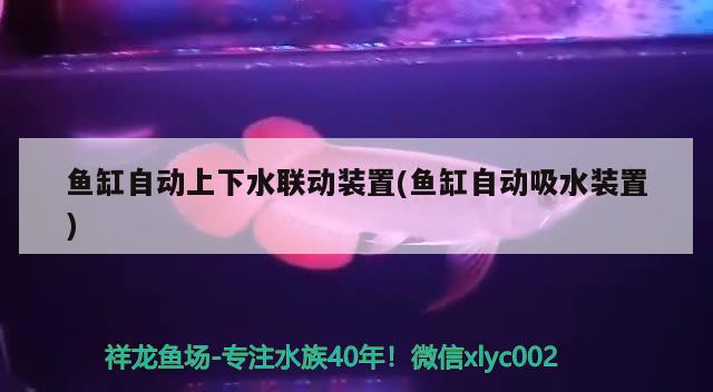 魚缸自動上下水聯(lián)動裝置(魚缸自動吸水裝置) 巴西亞魚