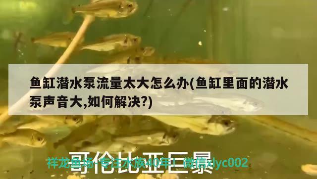 魚缸潛水泵流量太大怎么辦(魚缸里面的潛水泵聲音大,如何解決?) 星點(diǎn)金龍魚