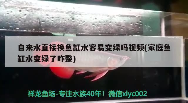 自來水直接換魚缸水容易變綠嗎視頻(家庭魚缸水變綠了咋整) 金龍魚百科