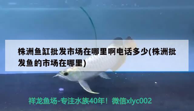 株洲魚缸批發(fā)市場在哪里啊電話多少(株洲批發(fā)魚的市場在哪里) 泰國虎魚（泰虎）