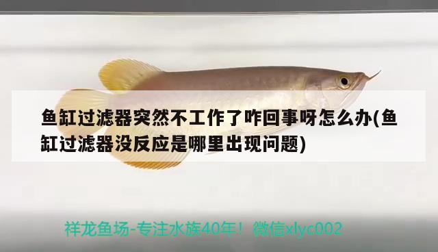 魚缸過濾器突然不工作了咋回事呀怎么辦(魚缸過濾器沒反應是哪里出現問題) 錦鯉池魚池建設