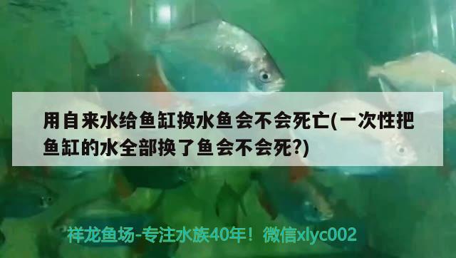 用自來水給魚缸換水魚會不會死亡(一次性把魚缸的水全部換了魚會不會死?) 金龍福龍魚