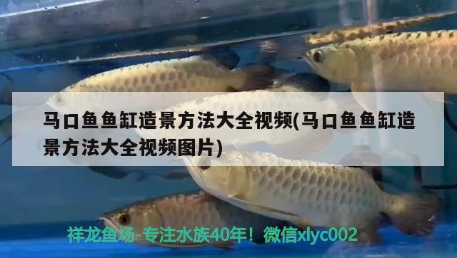 馬口魚魚缸造景方法大全視頻(馬口魚魚缸造景方法大全視頻圖片)