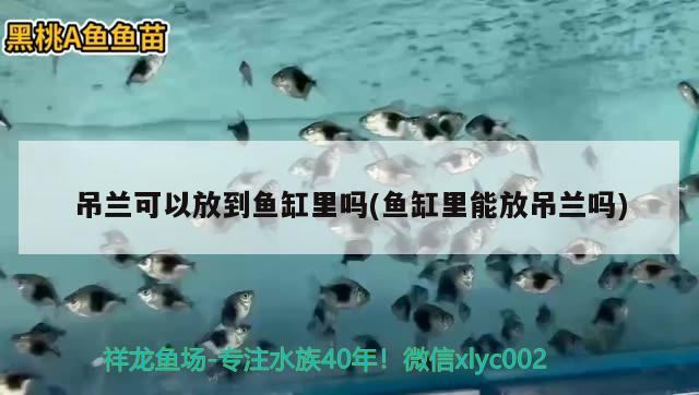 吊蘭可以放到魚缸里嗎(魚缸里能放吊蘭嗎)