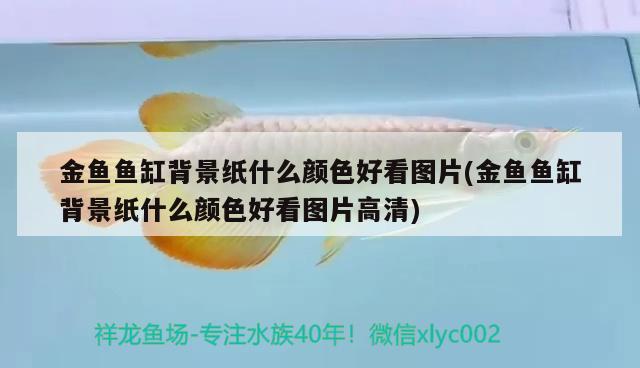 金魚(yú)魚(yú)缸背景紙什么顏色好看圖片(金魚(yú)魚(yú)缸背景紙什么顏色好看圖片高清) 哥倫比亞巨暴魚(yú)苗