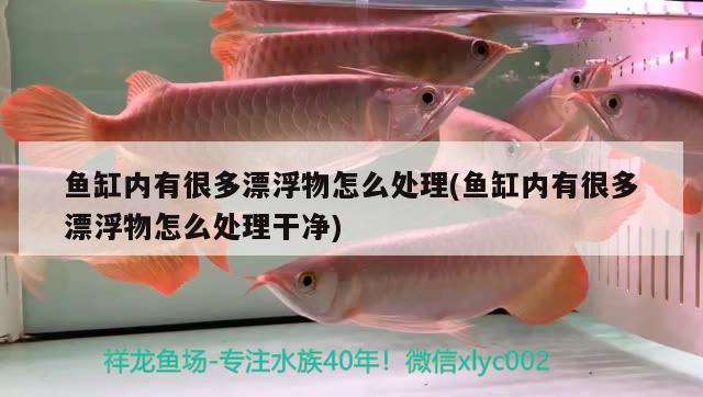 魚(yú)缸內(nèi)有很多漂浮物怎么處理(魚(yú)缸內(nèi)有很多漂浮物怎么處理干凈)