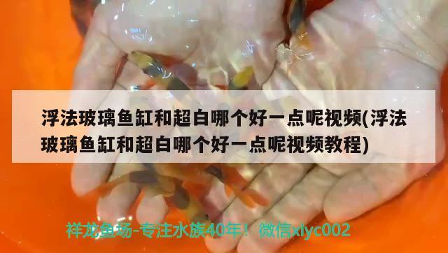 浮法玻璃魚缸和超白哪個好一點呢視頻(浮法玻璃魚缸和超白哪個好一點呢視頻教程) 申古銀版魚