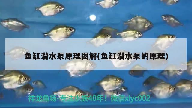 魚缸潛水泵原理圖解(魚缸潛水泵的原理) 黃金河虎魚