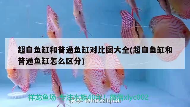 超白魚缸和普通魚缸對比圖大全(超白魚缸和普通魚缸怎么區(qū)分)