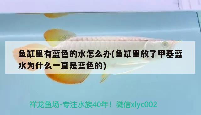 魚(yú)缸里有藍(lán)色的水怎么辦(魚(yú)缸里放了甲基藍(lán)水為什么一直是藍(lán)色的)