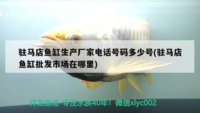 駐馬店魚(yú)缸生產(chǎn)廠家電話號(hào)碼多少號(hào)(駐馬店魚(yú)缸批發(fā)市場(chǎng)在哪里) 三間鼠魚(yú)