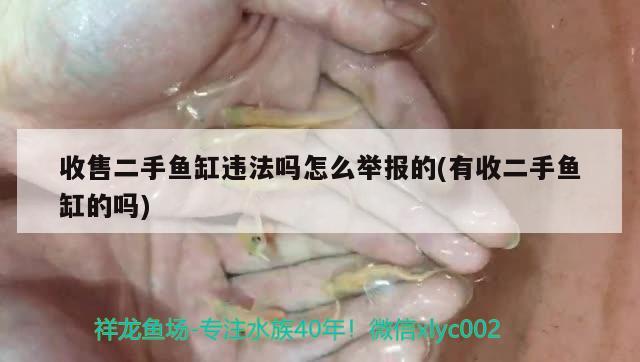 收售二手魚(yú)缸違法嗎怎么舉報(bào)的(有收二手魚(yú)缸的嗎) 雙線側(cè)魚(yú)