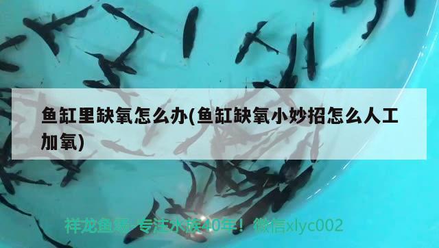 魚缸里缺氧怎么辦(魚缸缺氧小妙招怎么人工加氧) 藍底過背金龍魚