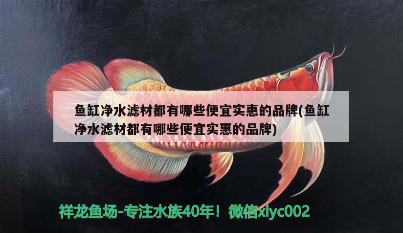 魚缸凈水濾材都有哪些便宜實(shí)惠的品牌(魚缸凈水濾材都有哪些便宜實(shí)惠的品牌)