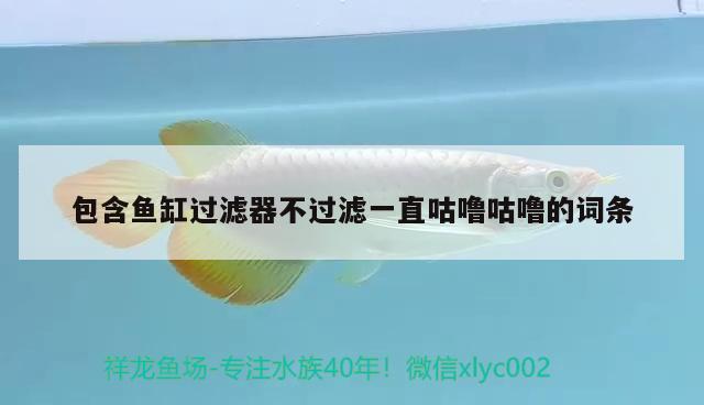 包含魚缸過濾器不過濾一直咕嚕咕嚕的詞條 廣州祥龍國際水族貿易