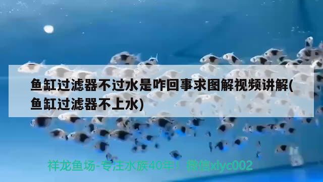 魚缸過濾器不過水是咋回事求圖解視頻講解(魚缸過濾器不上水) 鴨嘴鯊魚