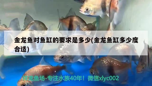 金龍魚對魚缸的要求是多少(金龍魚缸多少度合適) 月光鴨嘴魚苗