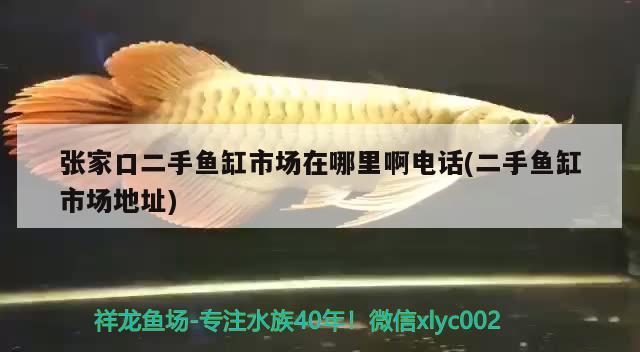 張家口二手魚(yú)缸市場(chǎng)在哪里啊電話(二手魚(yú)缸市場(chǎng)地址) 白子黑帝王魟魚(yú) 第1張