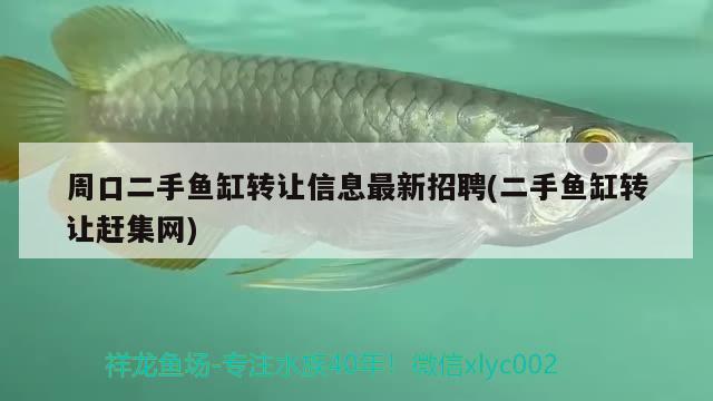 周口二手魚缸轉(zhuǎn)讓信息最新招聘(二手魚缸轉(zhuǎn)讓趕集網(wǎng))