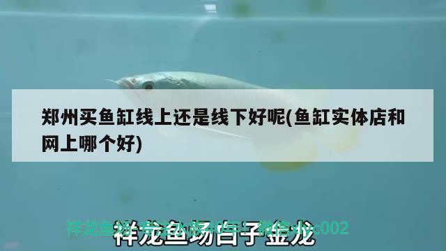 鄭州買魚(yú)缸線上還是線下好呢(魚(yú)缸實(shí)體店和網(wǎng)上哪個(gè)好)