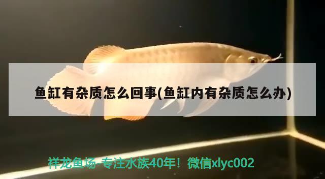 魚缸有雜質(zhì)怎么回事(魚缸內(nèi)有雜質(zhì)怎么辦)