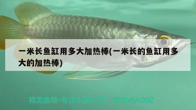 一米長魚缸用多大加熱棒(一米長的魚缸用多大的加熱棒) 七紋巨鯉魚