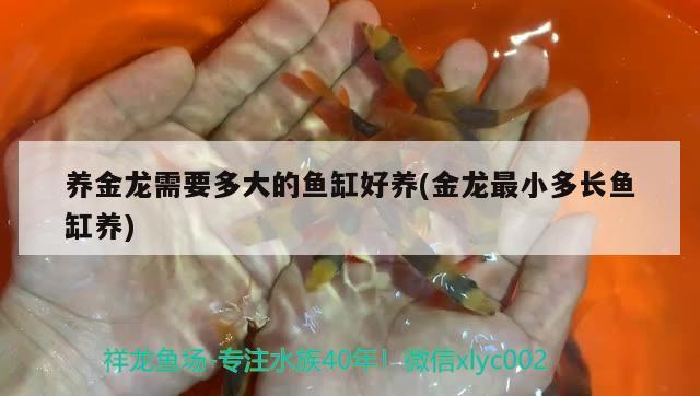 養(yǎng)金龍需要多大的魚缸好養(yǎng)(金龍最小多長(zhǎng)魚缸養(yǎng)) 觀賞魚飼料