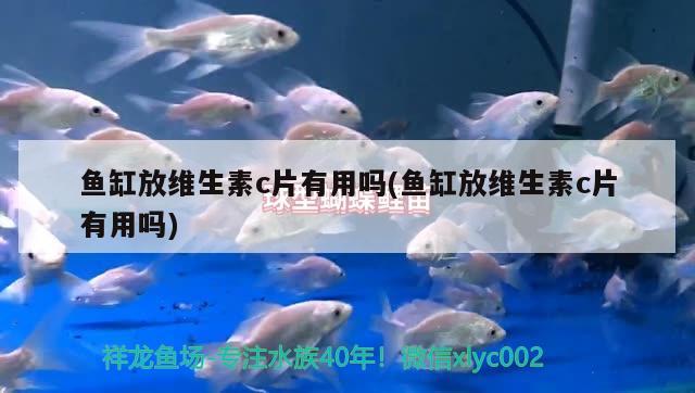 魚缸放維生素c片有用嗎(魚缸放維生素c片有用嗎)