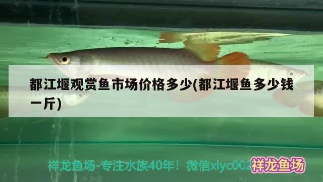 都江堰觀賞魚市場價格多少(都江堰魚多少錢一斤)