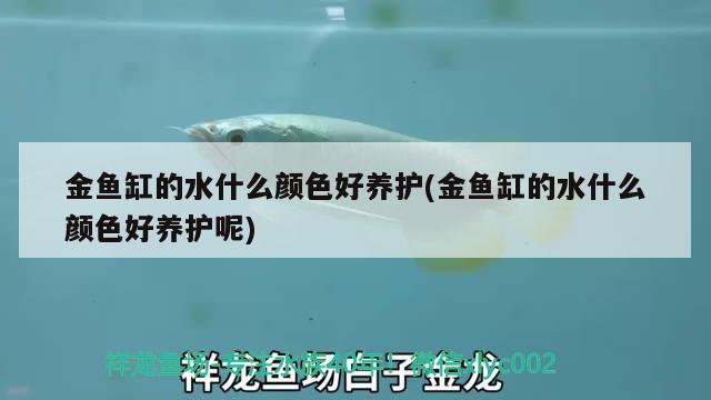 金魚缸的水什么顏色好養(yǎng)護(hù)(金魚缸的水什么顏色好養(yǎng)護(hù)呢)