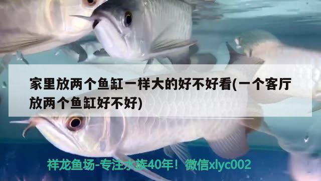 家里放兩個(gè)魚(yú)缸一樣大的好不好看(一個(gè)客廳放兩個(gè)魚(yú)缸好不好)