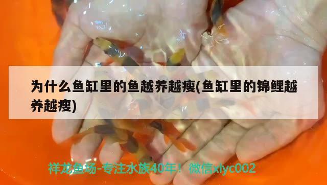 為什么魚缸里的魚越養(yǎng)越瘦(魚缸里的錦鯉越養(yǎng)越瘦) 廣州水族器材濾材批發(fā)市場(chǎng)