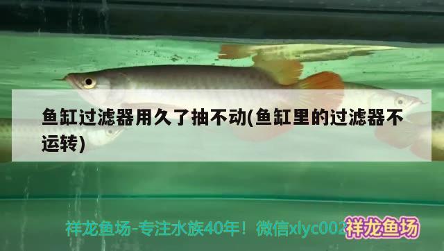 魚缸過濾器用久了抽不動(魚缸里的過濾器不運轉(zhuǎn)) 球鯊魚