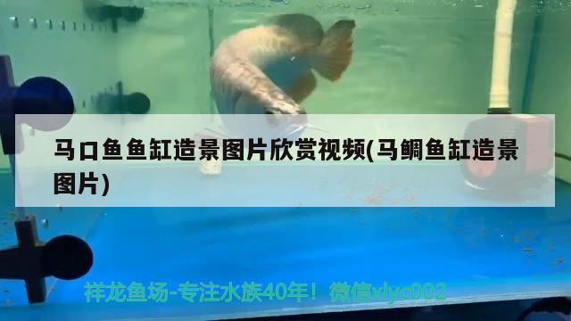 馬口魚魚缸造景圖片欣賞視頻(馬鯛魚缸造景圖片) 白子金龍魚