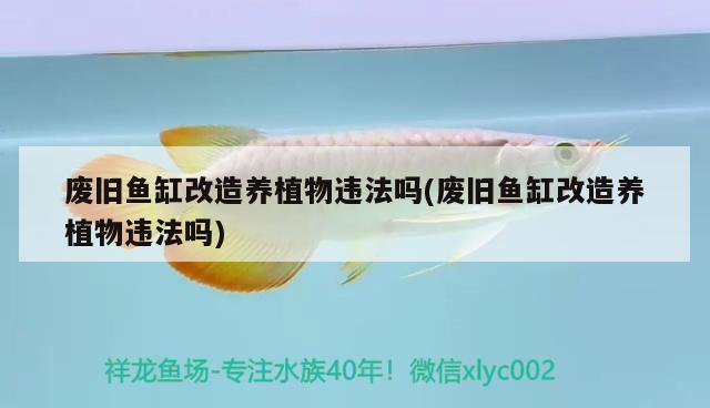 廢舊魚缸改造養(yǎng)植物違法嗎(廢舊魚缸改造養(yǎng)植物違法嗎) 祥龍龍魚專用水族燈