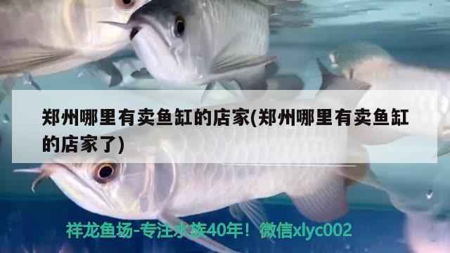 鄭州哪里有賣魚缸的店家(鄭州哪里有賣魚缸的店家了) 印尼虎苗