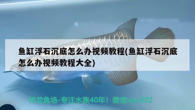 魚缸浮石沉底怎么辦視頻教程(魚缸浮石沉底怎么辦視頻教程大全) 水族品牌