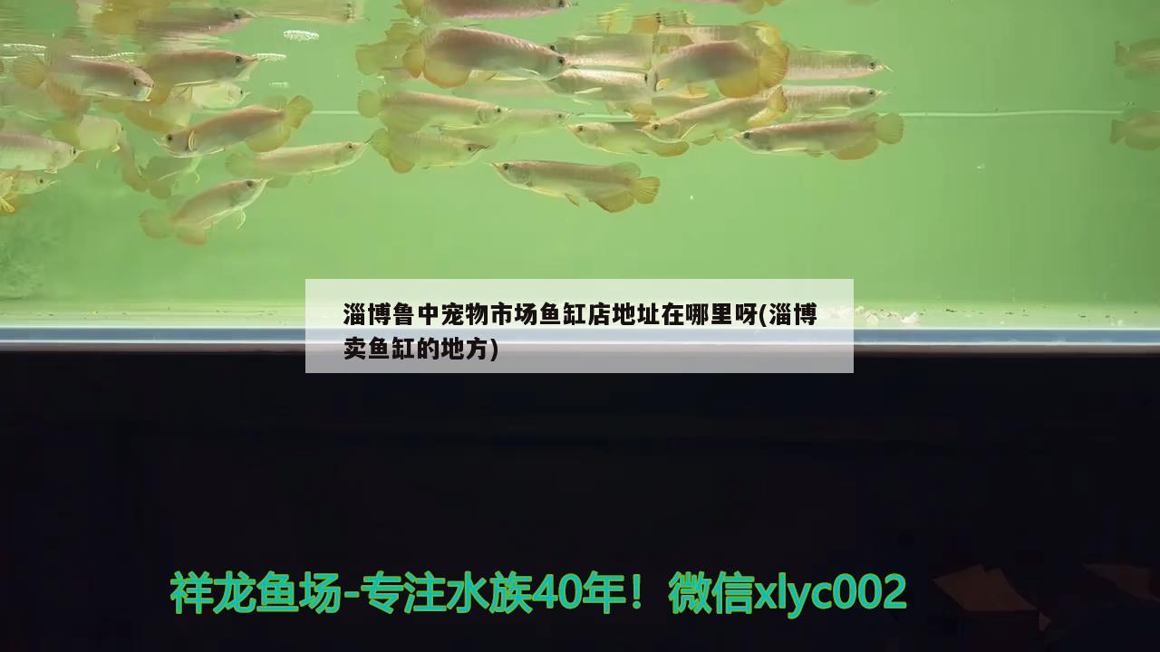 淄博魯中寵物市場魚缸店地址在哪里呀(淄博賣魚缸的地方) 水草