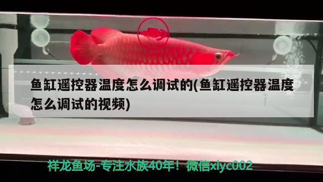 魚缸遙控器溫度怎么調(diào)試的(魚缸遙控器溫度怎么調(diào)試的視頻) 皇冠黑白魟魚