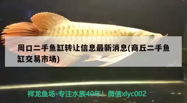 周口二手魚缸轉(zhuǎn)讓信息最新消息(商丘二手魚缸交易市場) 大日玉鯖魚