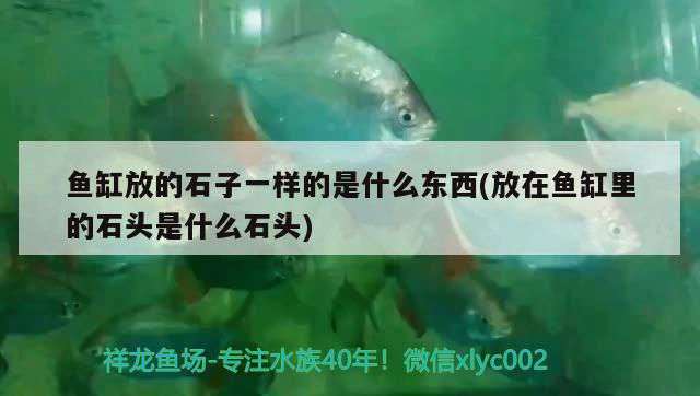 魚缸放的石子一樣的是什么東西(放在魚缸里的石頭是什么石頭)